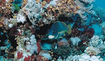Marine Biomass